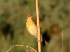 Ploceus velatus caurinus