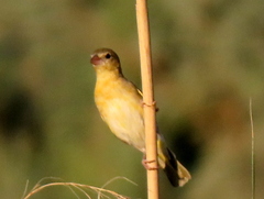Ploceus velatus caurinus