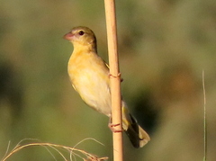 Ploceus velatus caurinus