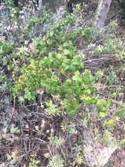 Ribes viburnifolium