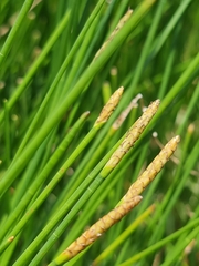 Eleocharis dulcis