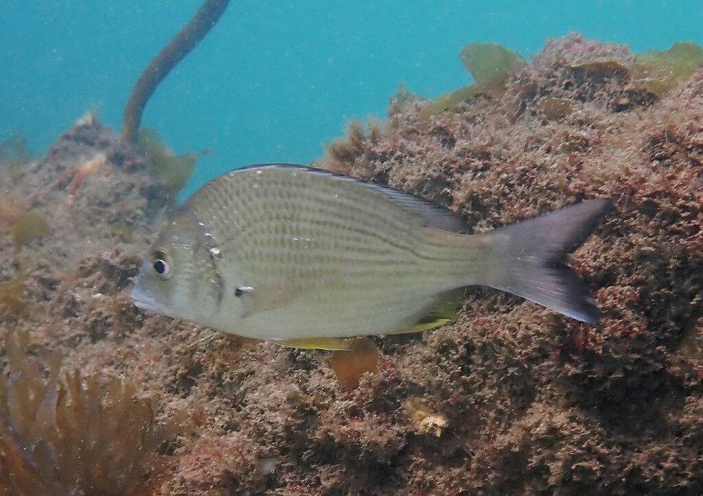 Yellowfin Bream from Sydney NSW, Australia on September 16, 2022 at 12: ...