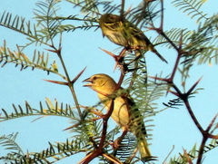 Ploceus velatus caurinus