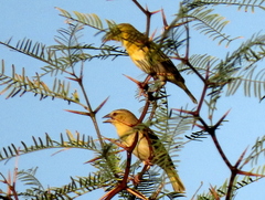 Ploceus velatus caurinus