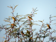 Ploceus velatus caurinus