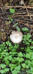 Agaricus arvensis