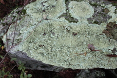 Parmelioideae