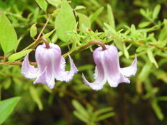 Clematis crispa