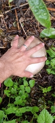 Agaricus arvensis