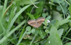 Scotopteryx chenopodiata
