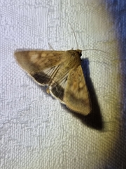 Helicoverpa armigera