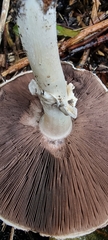 Agaricus arvensis