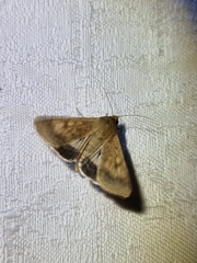 Helicoverpa armigera