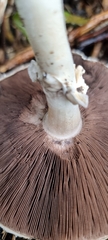 Agaricus arvensis