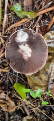Agaricus arvensis