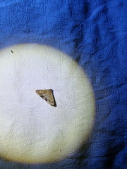 Helicoverpa armigera