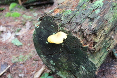 Tricholomopsis