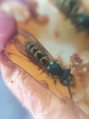 Vespula germanica