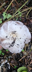 Agaricus arvensis