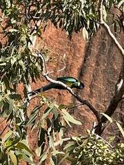 Barnardius zonarius
