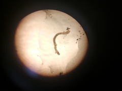 Oligochaeta