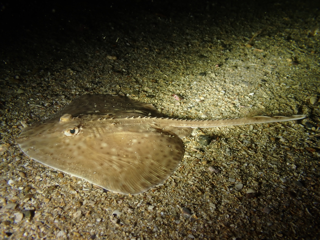 Blonde ray (Raja brachyura) — Rajidae