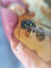 Vespula germanica