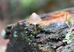 Mycena