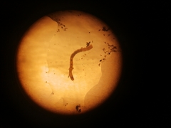 Oligochaeta