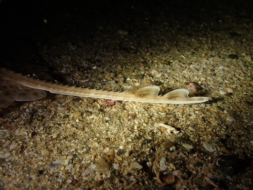 Blonde ray (Raja brachyura) — Rajidae — 2