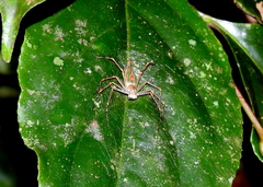 Oxyopidae