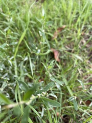 Polygonum aviculare