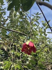 Passifloraceae