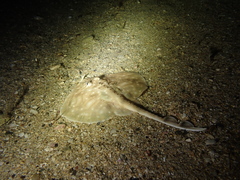Raja undulata