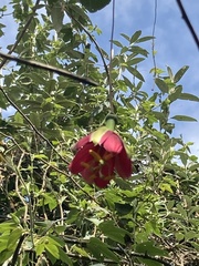 Passifloraceae