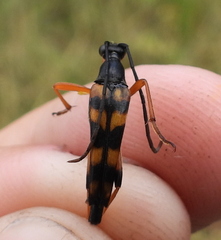 Strangalia attenuata