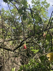 Passifloraceae