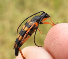 Strangalia attenuata
