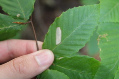 Phyllonorycter maestingella