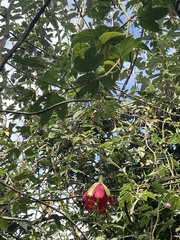 Passifloraceae