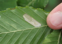 Phyllonorycter maestingella