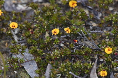 Pultenaea pedunculata