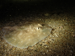 Raja undulata