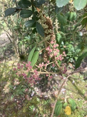 Miconia subseriata