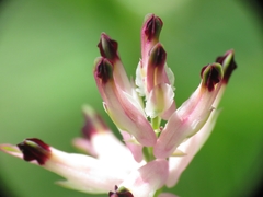 Fumaria capreolata