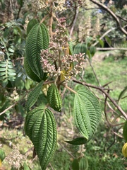 Miconia subseriata