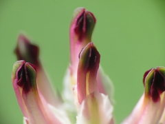 Fumaria capreolata