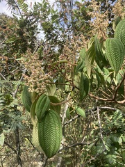 Miconia subseriata