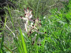 Fumaria capreolata