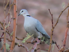 Streptopelia capicola damarensis